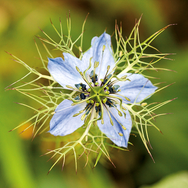 nigelle de Damas